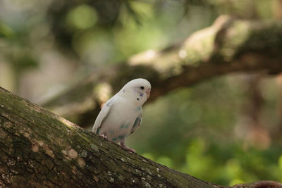 White budgerigar parakeet bird melopsittacus undulatus perches on a branch.