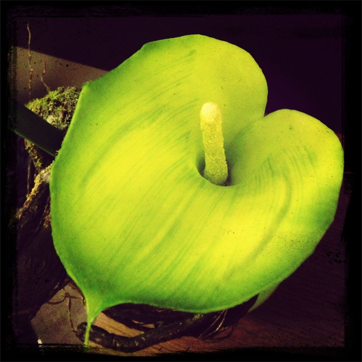 CLOSE UP OF YELLOW FLOWER