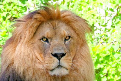 Close-up portrait of lion