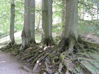 Trees in forest