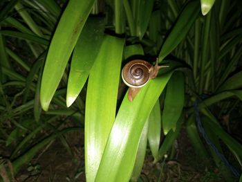 Close-up of snail on plant