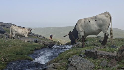 mammal