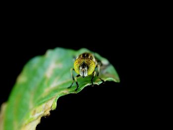 Close-up of insect on leaf against black background