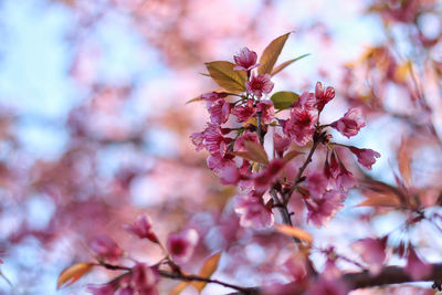 Close-up of pink cherry blossoms in spring