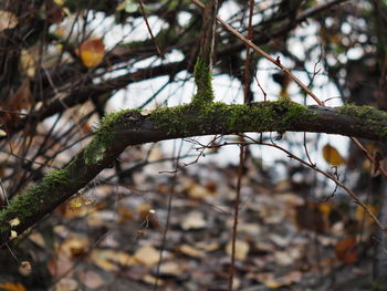 Close-up of plant growing in forest