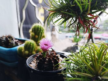 Close-up of potted plant