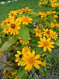 Close-up of yellow flowers blooming outdoors