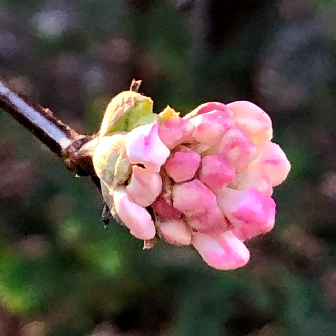 CLOSE-UP OF PINK ROSE FLOWER BUDS