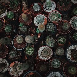 Directly above shot of potted plants in yard