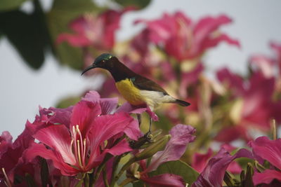 Close-up of butterfly perching on flower