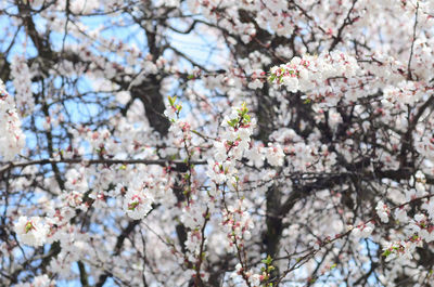 Low angle view of cherry blossom