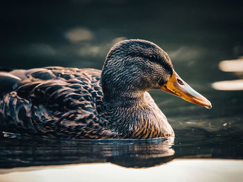 Close-up of duck swimming in lake
