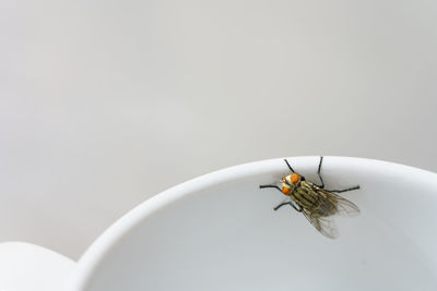 Close-up of fly on white background