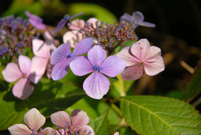 Close-up of purple flowering plant