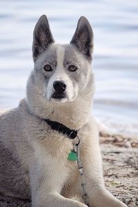 Portrait of dog on beach