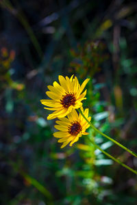 Close-up of bee on yellow flower