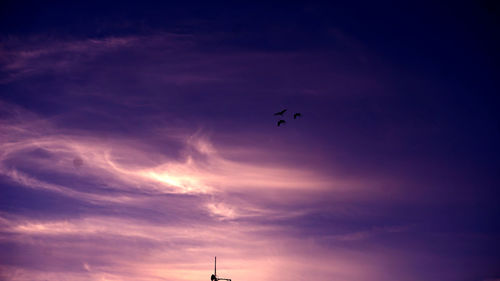 Low angle view of silhouette bird flying in sky