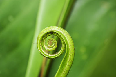 Close-up of feather on leaf