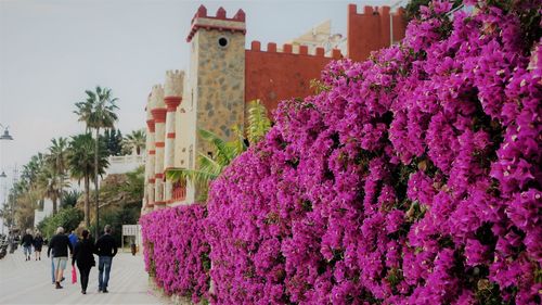 Purple flowering plants by building in city