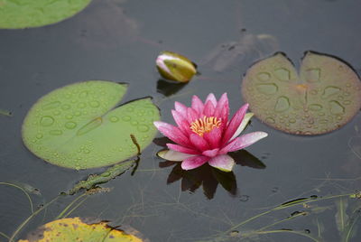 High angle view of pink water lily blooming in lake