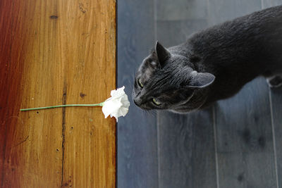 Close-up of a cat