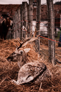 Deer in a field