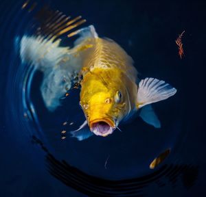 Close-up of fish swimming in lake 