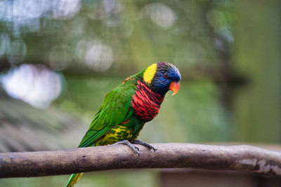 Close-up of parrot perching on branch