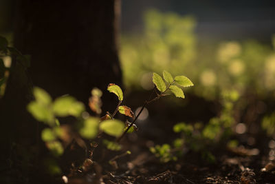 Close-up of plant on field