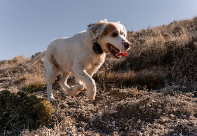 English setter dog is running happily in the nature wearing a remote collar during training