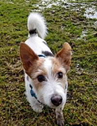 High angle portrait of dog on field