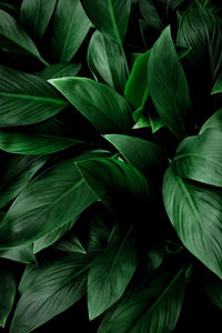 Full frame shot of green leaves