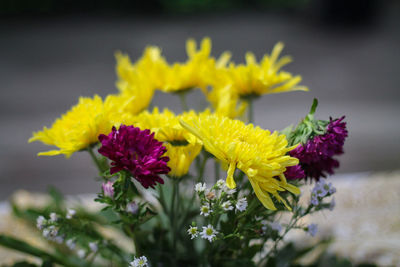 Close-up of yellow flowering plant