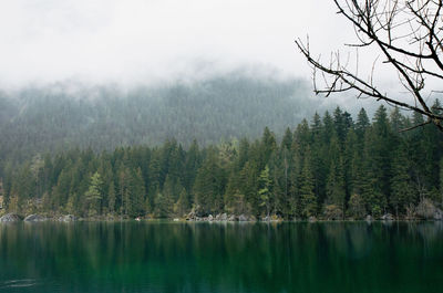 Scenic view of lake in forest against sky