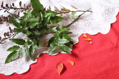High angle view of white roses on table