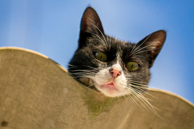 Close-up of a cat