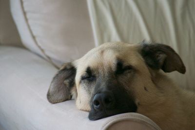 Close-up of a dog sleeping at home