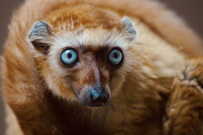 Close-up portrait of black lemur