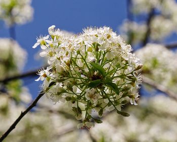 Close-up of white flowers blooming on tree