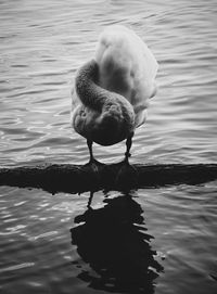 Close-up of duck in lake