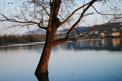 Bare tree by lake against sky