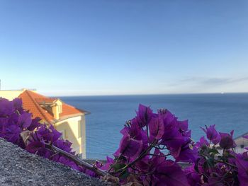 Pink flowering plants by sea against blue sky