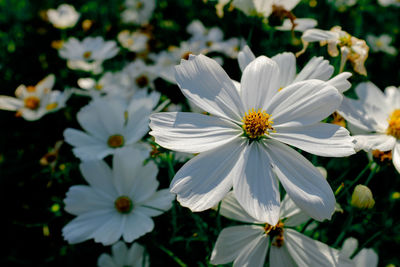 Close-up of white flowers