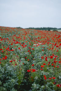 Close-up of red poppies on field against sky