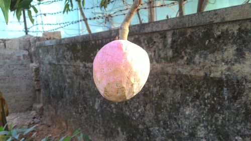 Close-up of apple on tree branch