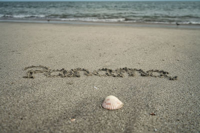 High angle view of shell on beach