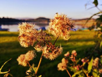 Close-up of wilted flowering plant on field against sky