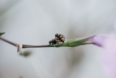 Close-up of insect on plant