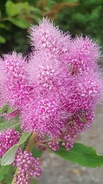 Close-up of pink flowers