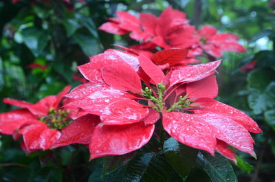 Close-up of wet red flower